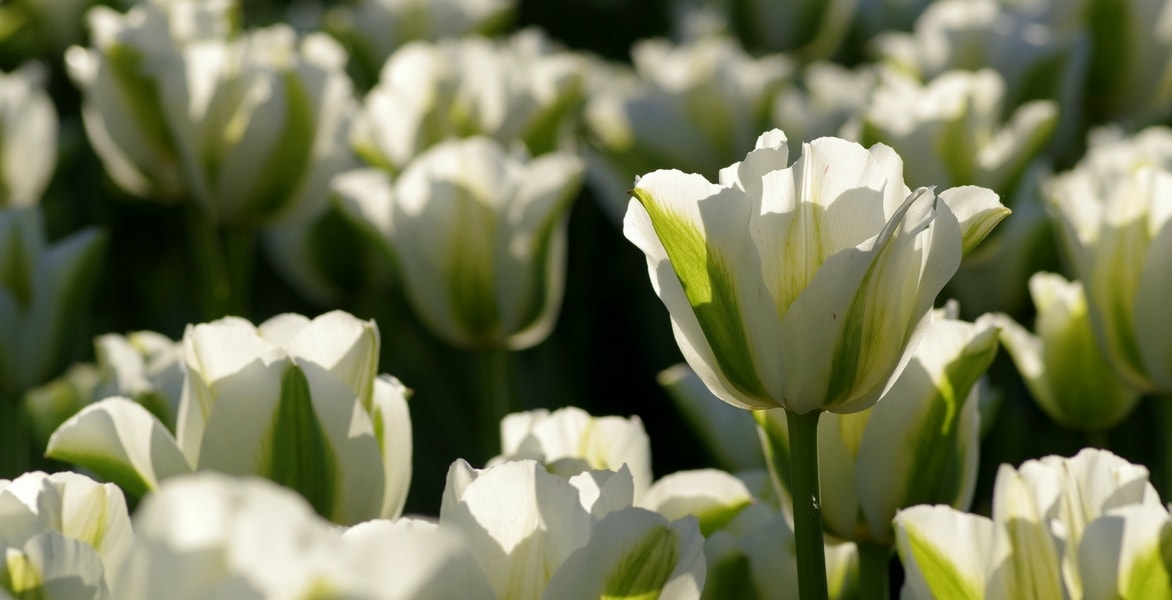 O que fazer com as tulipas após a floração para prolongar a sua vida?