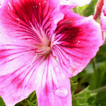 Gerânios perfumados: como cultivá-los com sucesso