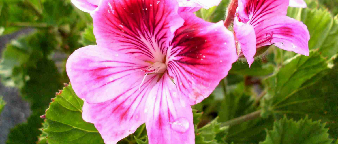 Gerânios perfumados: como cultivá-los com sucesso