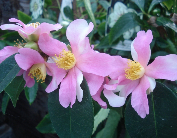 A Camélia-do-outono Yume, uma campeã da floração.