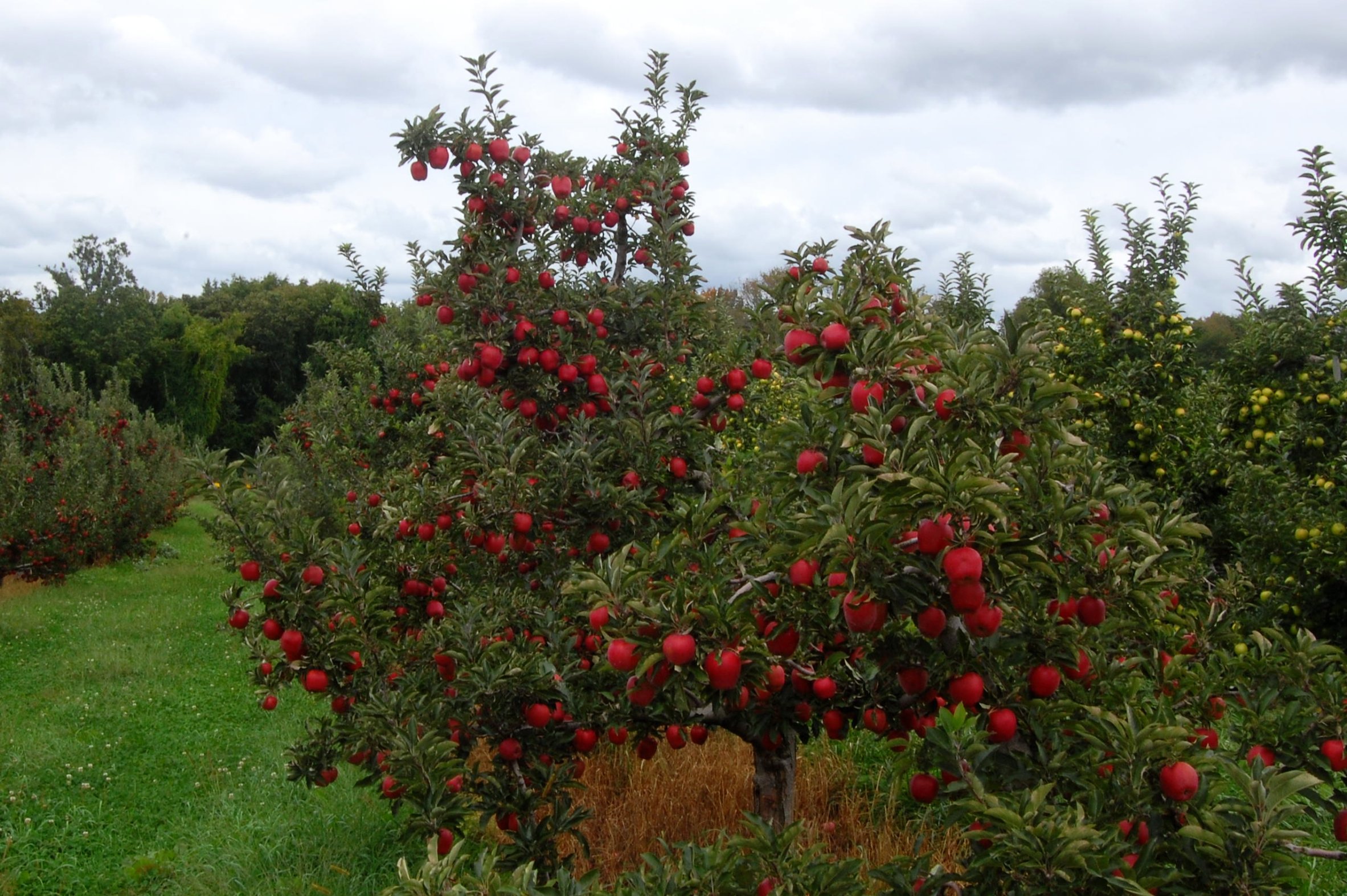 Semeia um prado florido ao pé das tuas árvores de fruto e a natureza retribuir-te-á.