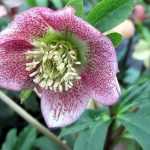 Os nossos heléboros estão em flor.