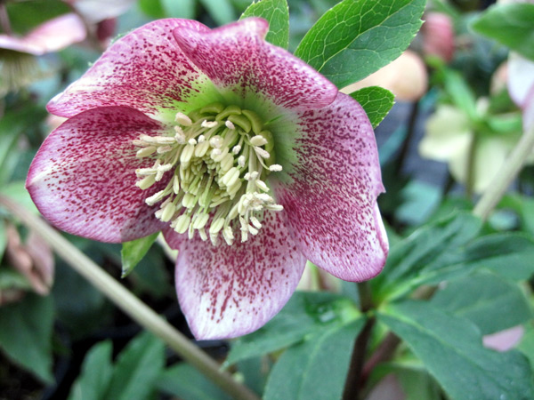 Os nossos heléboros estão em flor.
