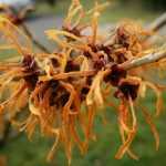 As mais belas florações de inverno