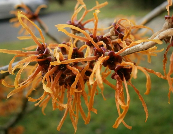 As mais belas florações de inverno