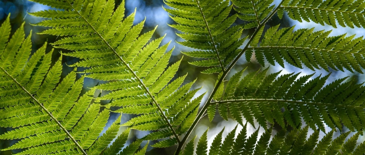 Plantar os fetos-arbóreos