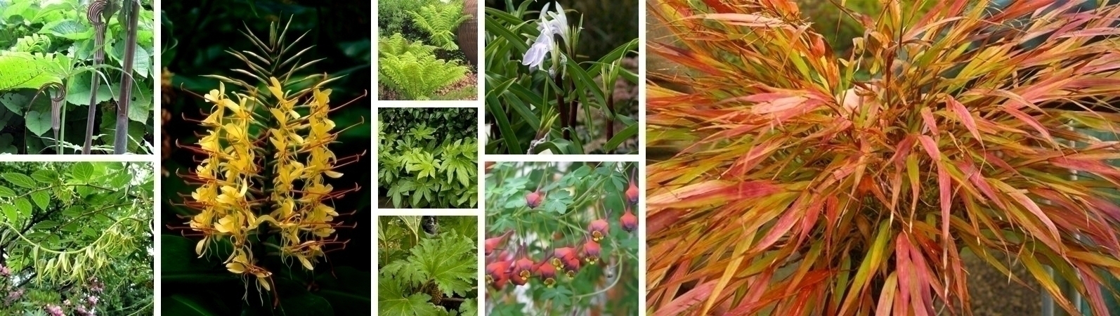 Dá um toque exótico às tuas massas florais!