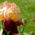 Iris germanica : como multiplicá-las?