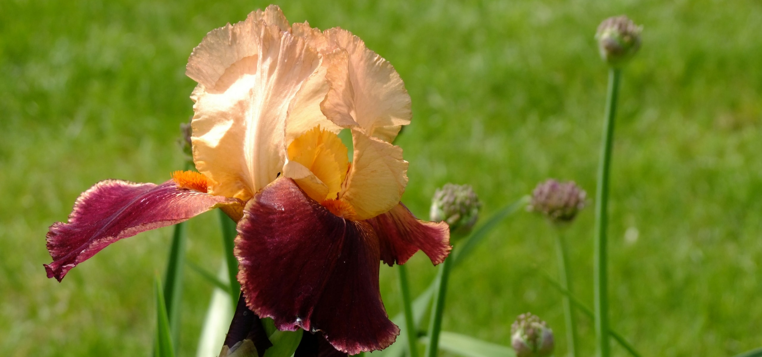 Iris germanica : como multiplicá-las?
