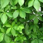 As diferentes vinhas-virgens ou videiras ornamentais
