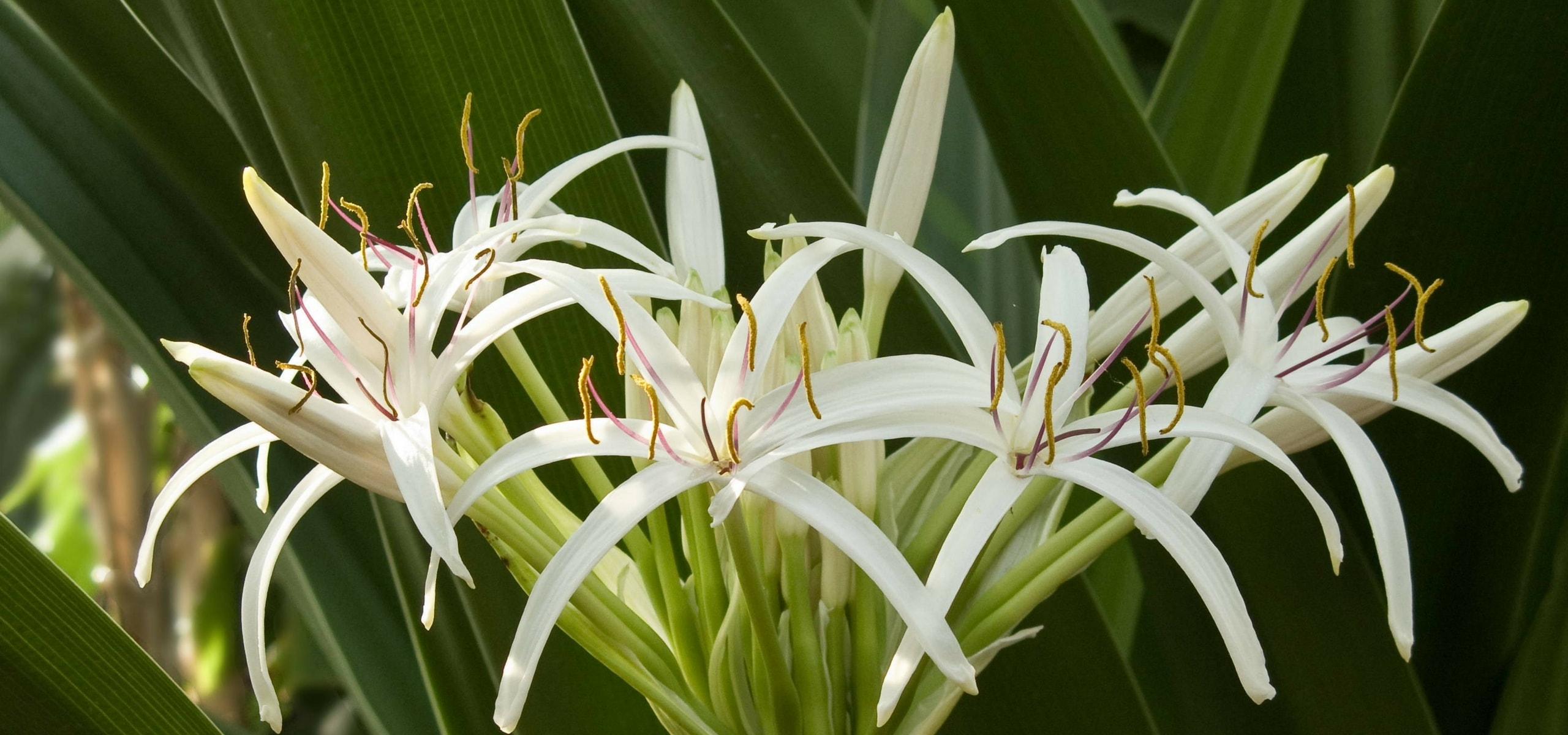 Plantar bolbos raros e rústicos