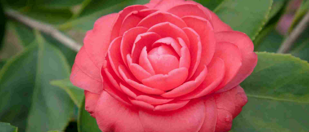 As camélias: estas plantas que florescem no inverno