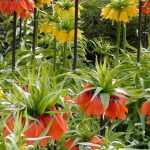 Fritilarias: como plantá-las e cuidar delas