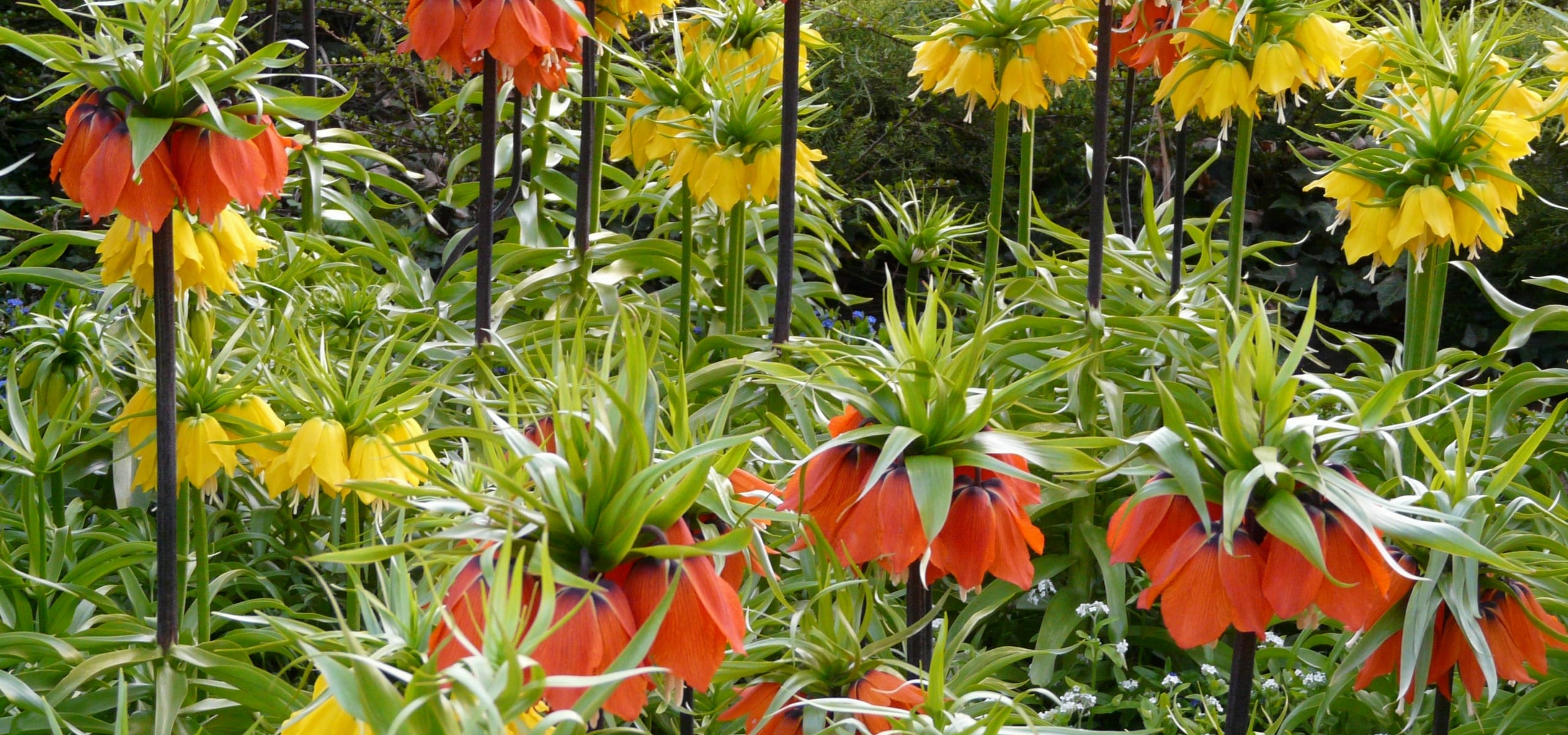 Fritilarias: como plantá-las e cuidar delas