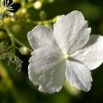 Fazer estacas da hortênsia trepadeira ou Hydrangea petiolaris