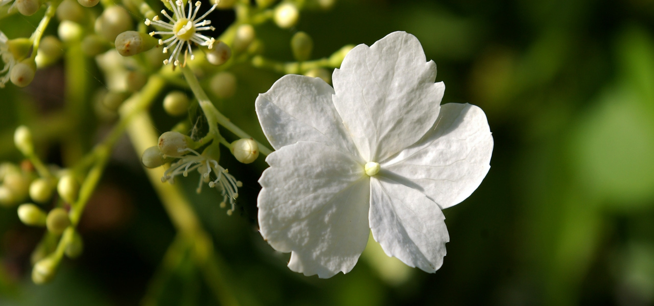 Fazer estacas da hortênsia trepadeira ou Hydrangea petiolaris