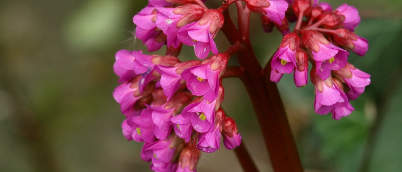 Plantas perenes com floração no início da primavera - Bergénia