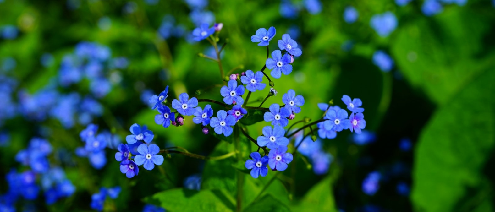 Vivazes de floração no início da primavera - brunera