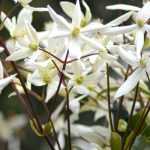 Clematites persistentes: como escolhê-las, plantá-las e cultivá-las