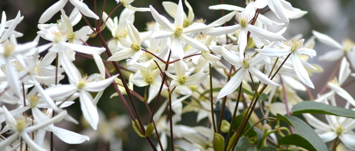 Clematites persistentes: como escolhê-las, plantá-las e cultivá-las