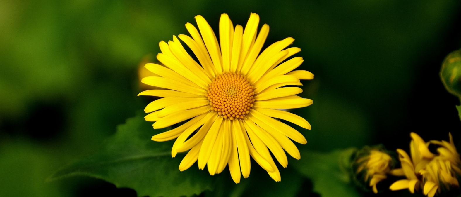 Perenes de floração no início da primavera - dorónico do Cáucaso