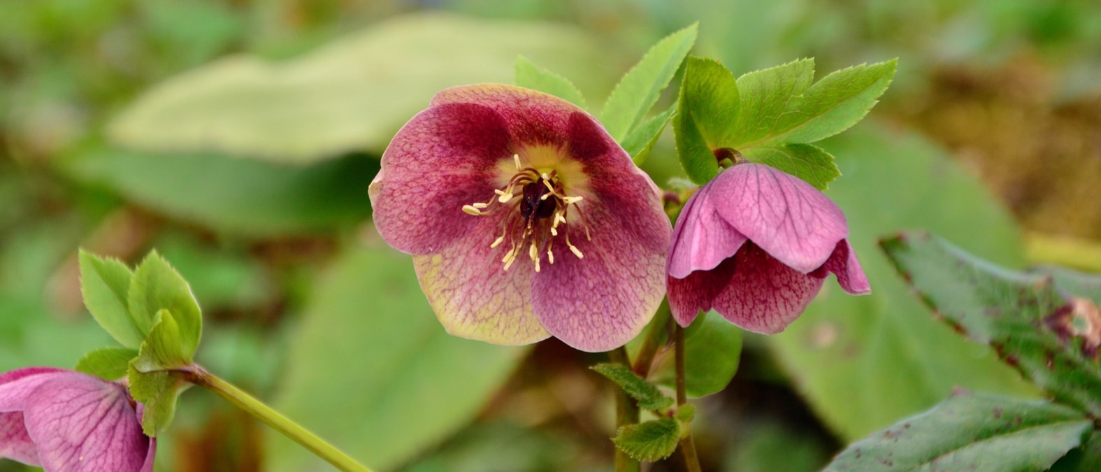heléboro oriental, rosa quaresmal