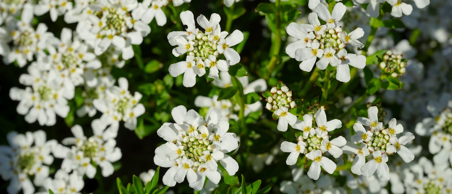 Perenes de floração no início da primavera - Thlaspi