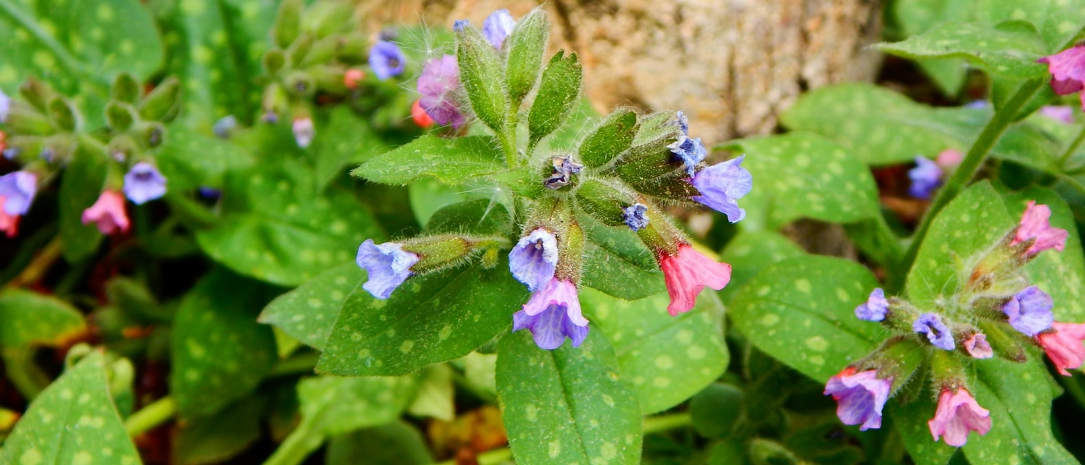 As flores da pulmonária