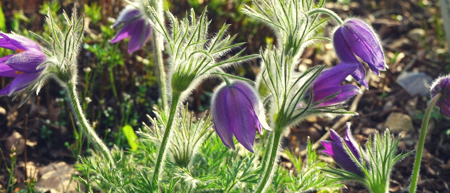Perenes de floração no início da primavera - flor-da-páscoa