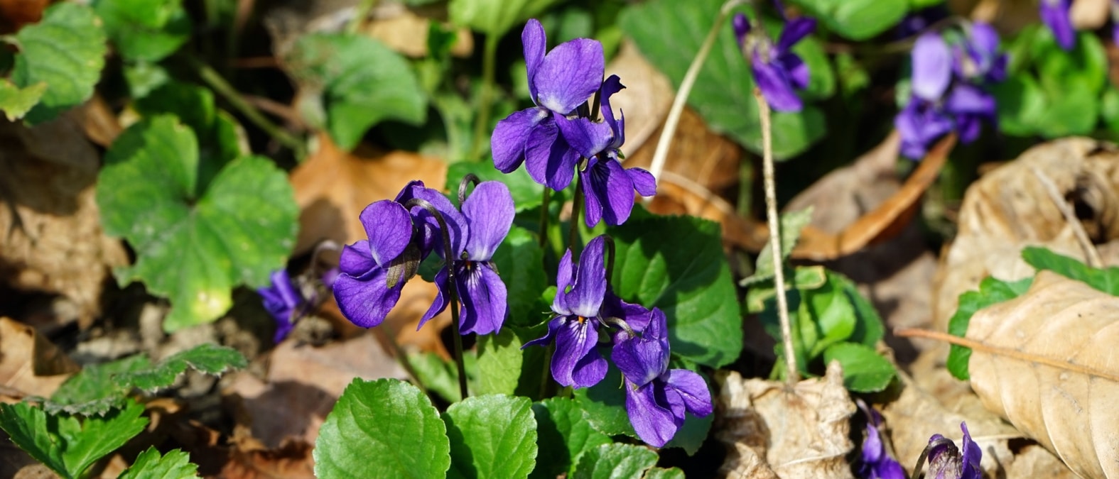 Vivazes de floração do início da primavera - violeta-de-cheiro