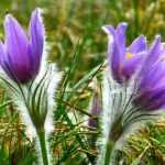 10 plantas perenes com floração de início de primavera