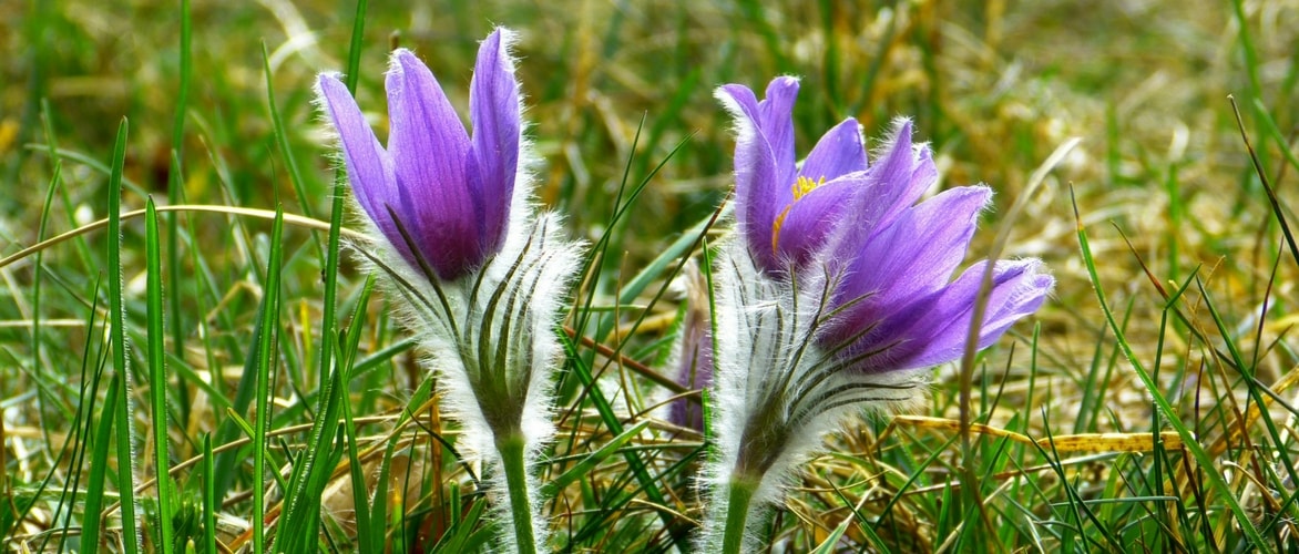 10 plantas perenes com floração no início da primavera