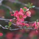 Como podar os arbustos de floração precoce