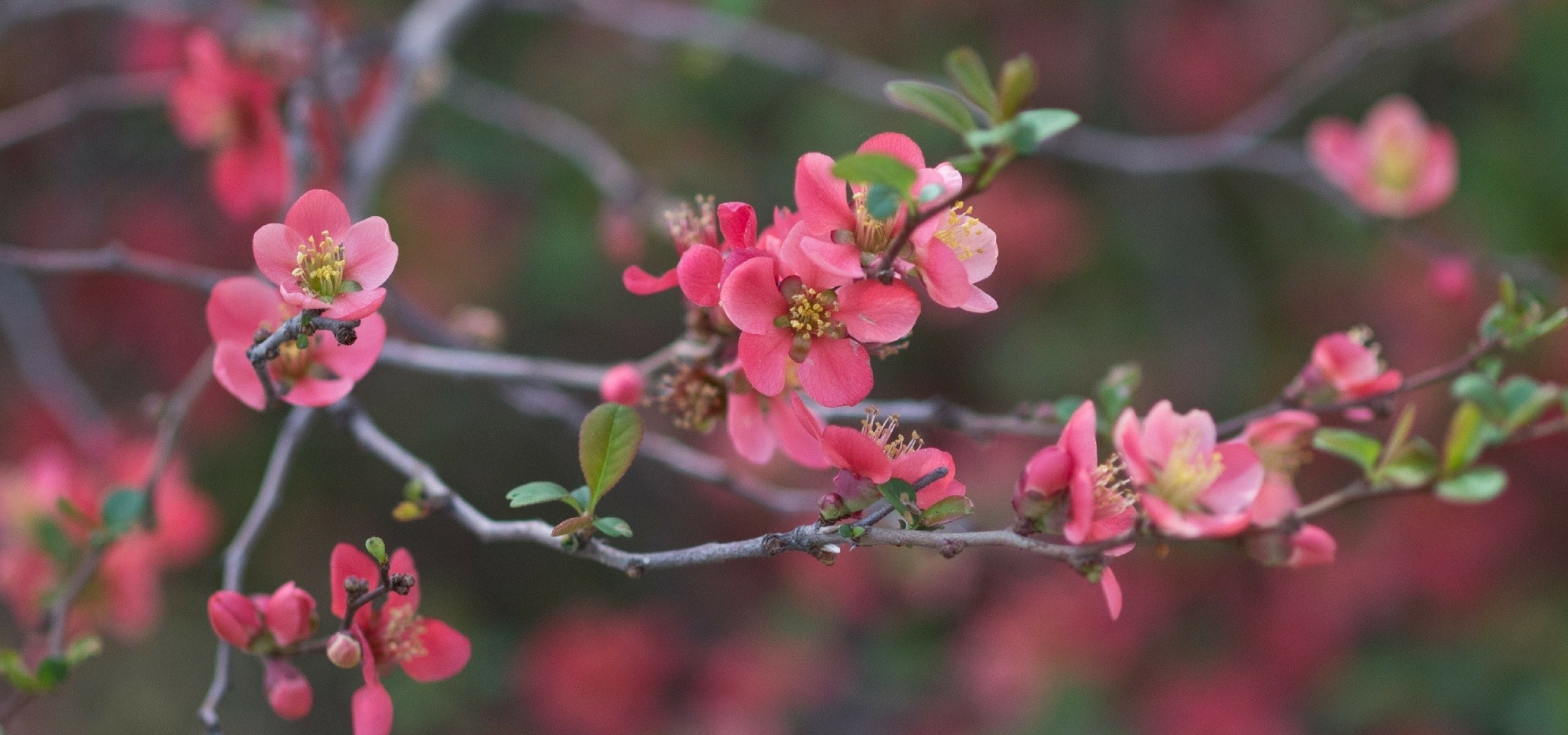 Como podar os arbustos de floração precoce
