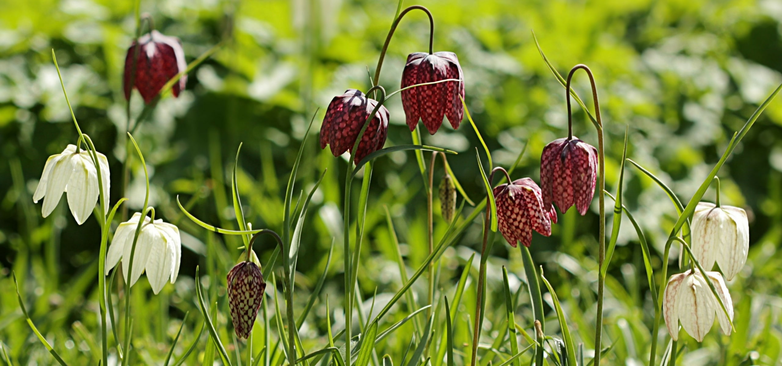 Garantir a implantação das fritiláricas