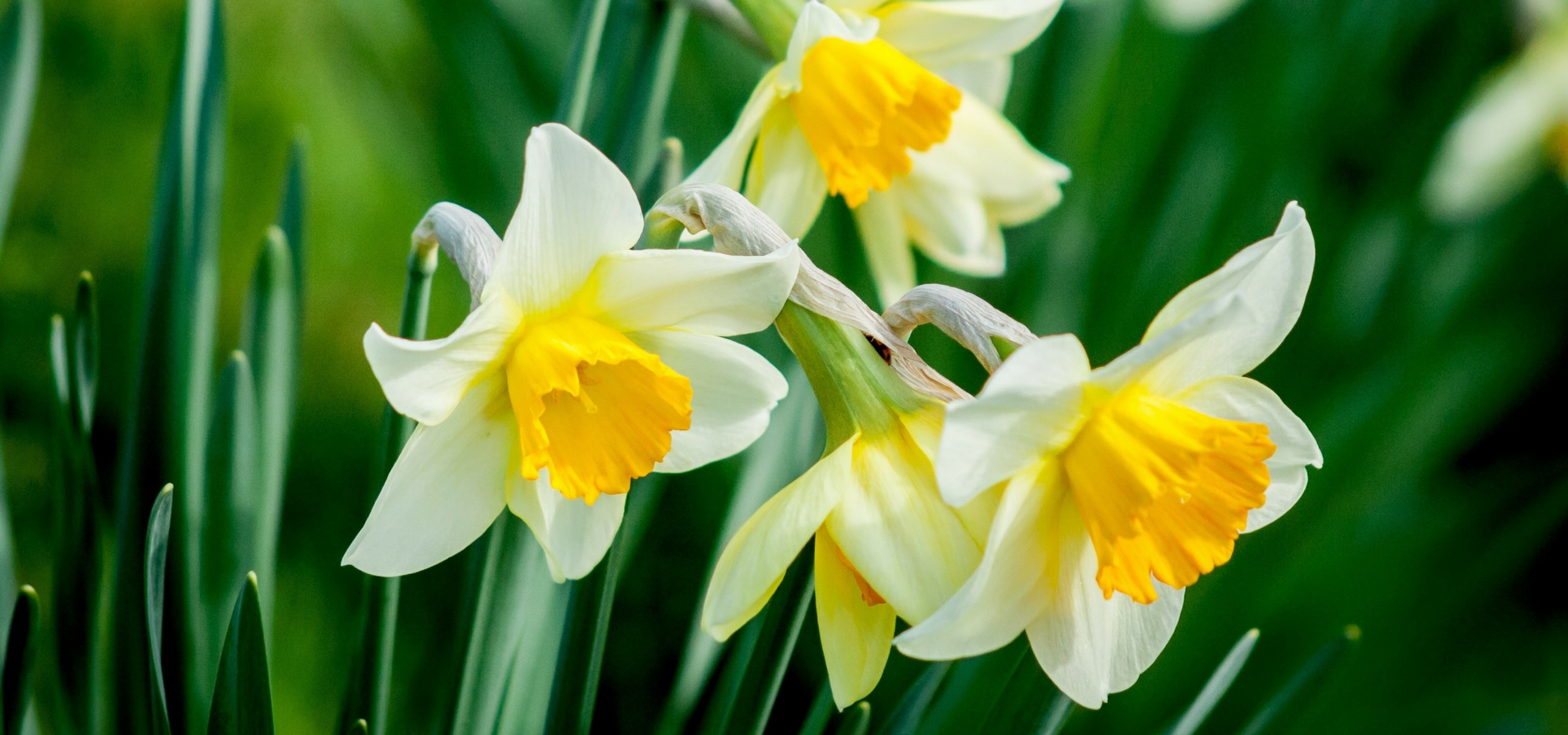 Plantar narcisos precoces