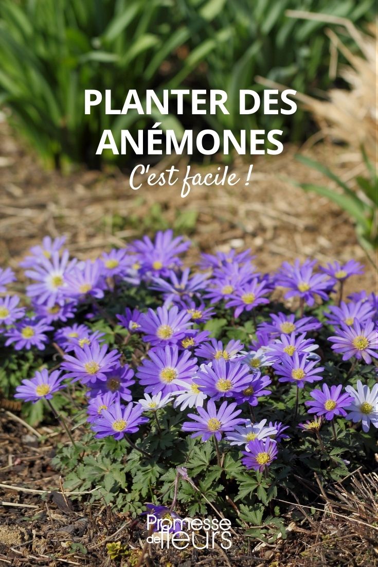 Plantar anémonas