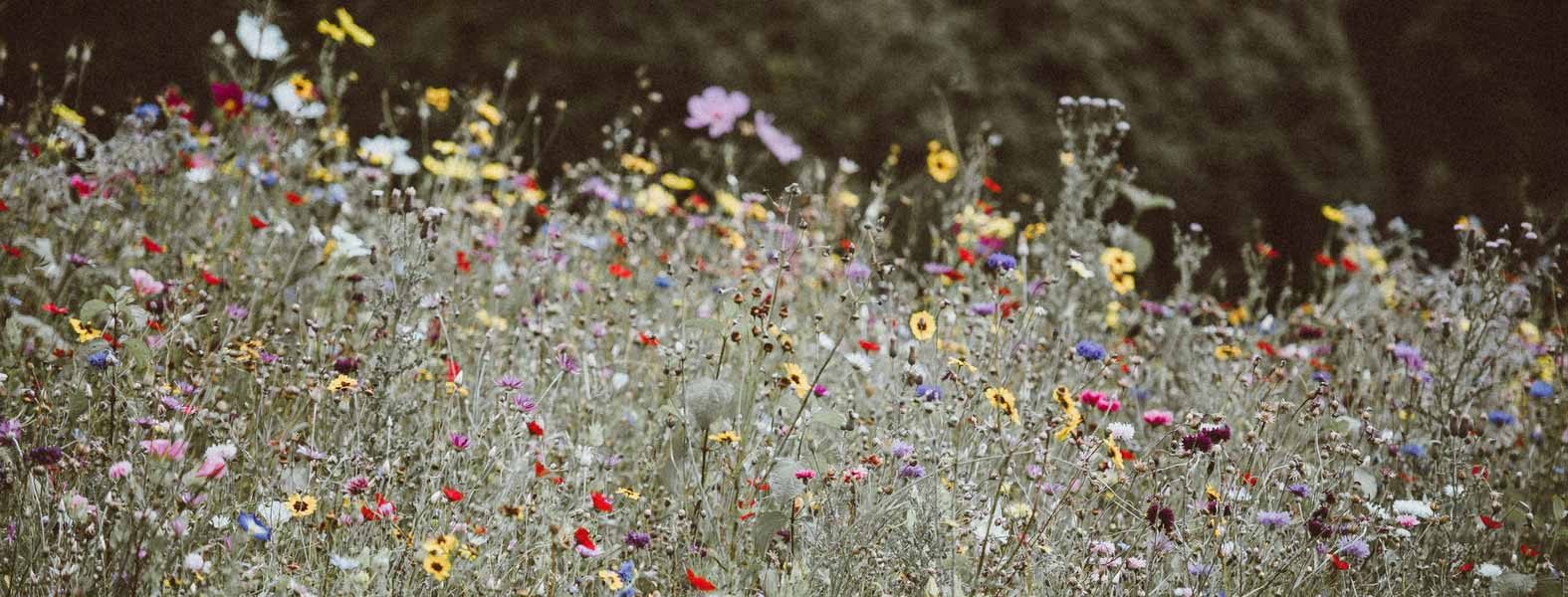 Como ter sucesso no semeio de flores anuais