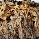 Plantar e cultivar a rosa-de-jericó