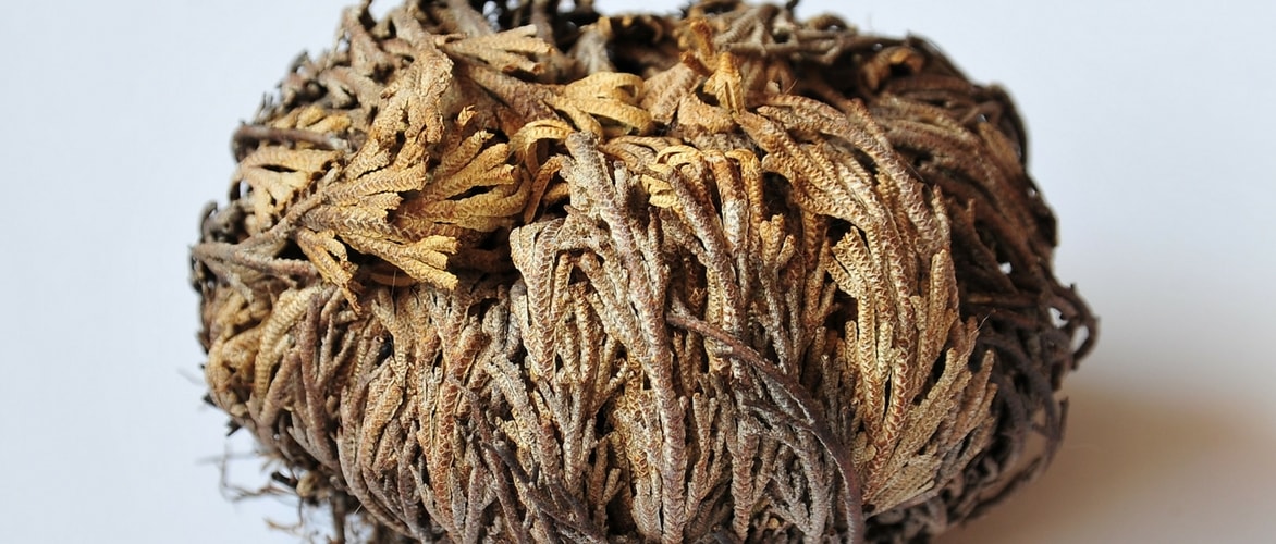 Plantar e cultivar a rosa-de-jericó