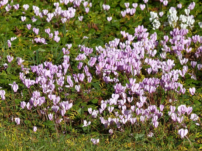 O ciclâmen-de-nápoles, tapetes de flores no outono
