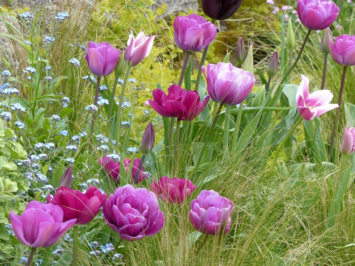 Top 15 das tulipas do meu jardim