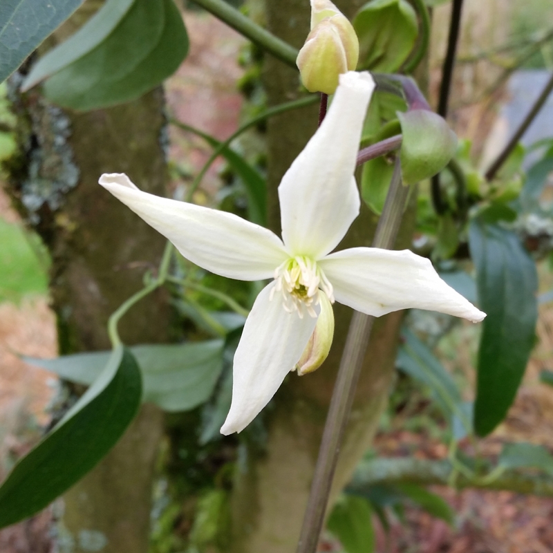 O frio está a chegar, ainda há tempo para proteger as tuas plantas.