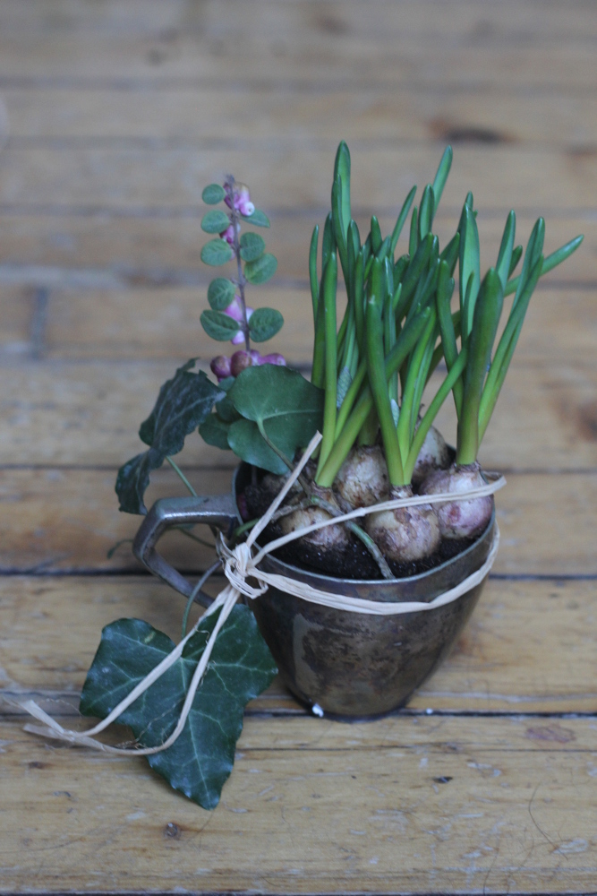 Bulbos e reaproveitamento para flores mais cedo