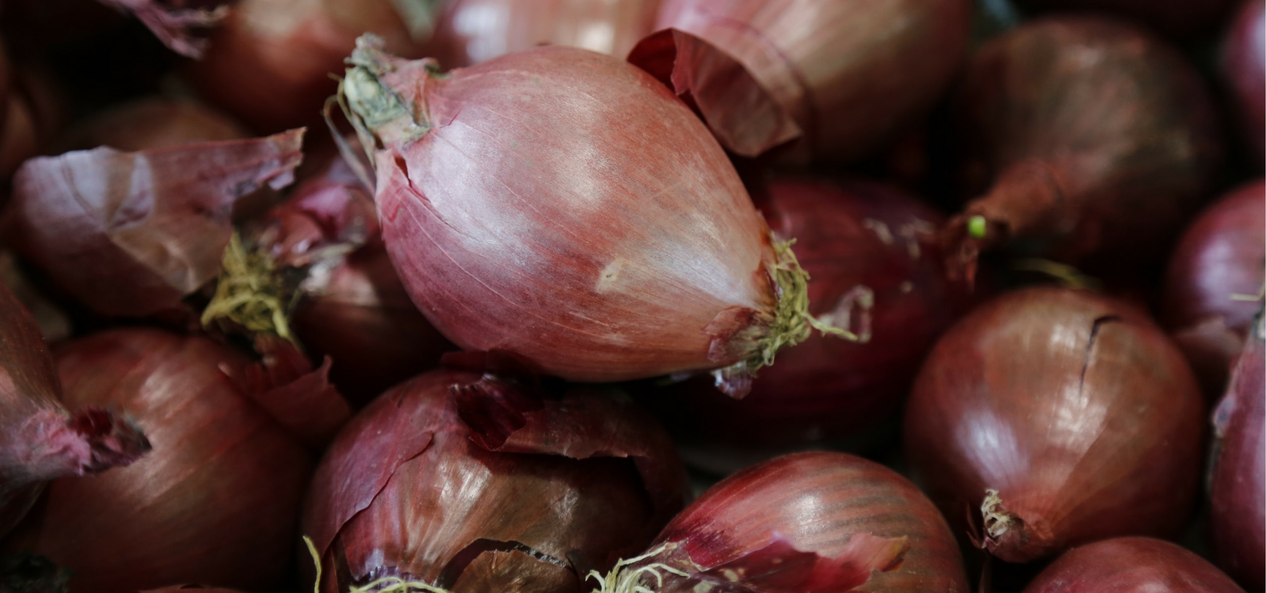 Plantar o alho, a echalota e a cebola