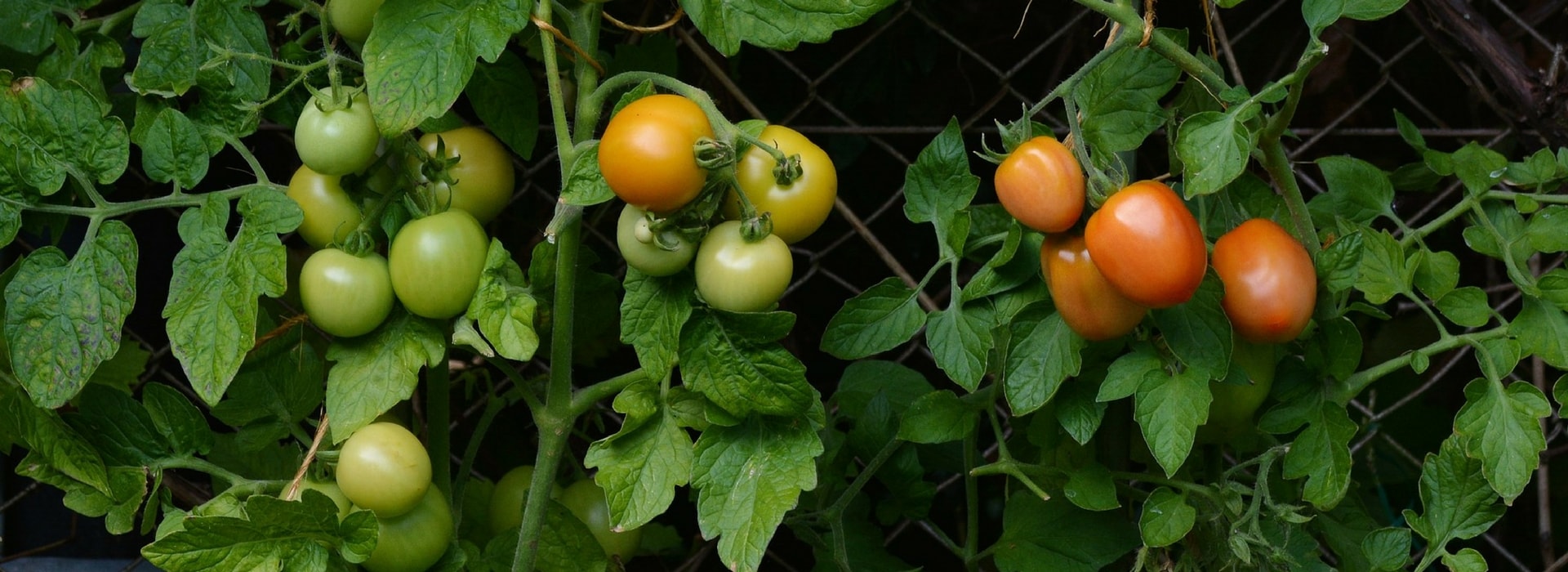 Plantar os tomates em mini-torrões