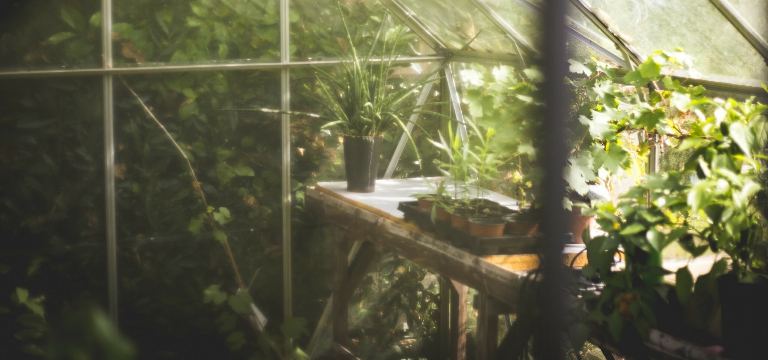 Mini-torrões hortícolas : como os plantar corretamente para uma horta produtiva ?