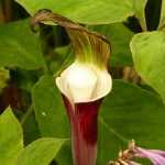 Plantação da planta-cobra