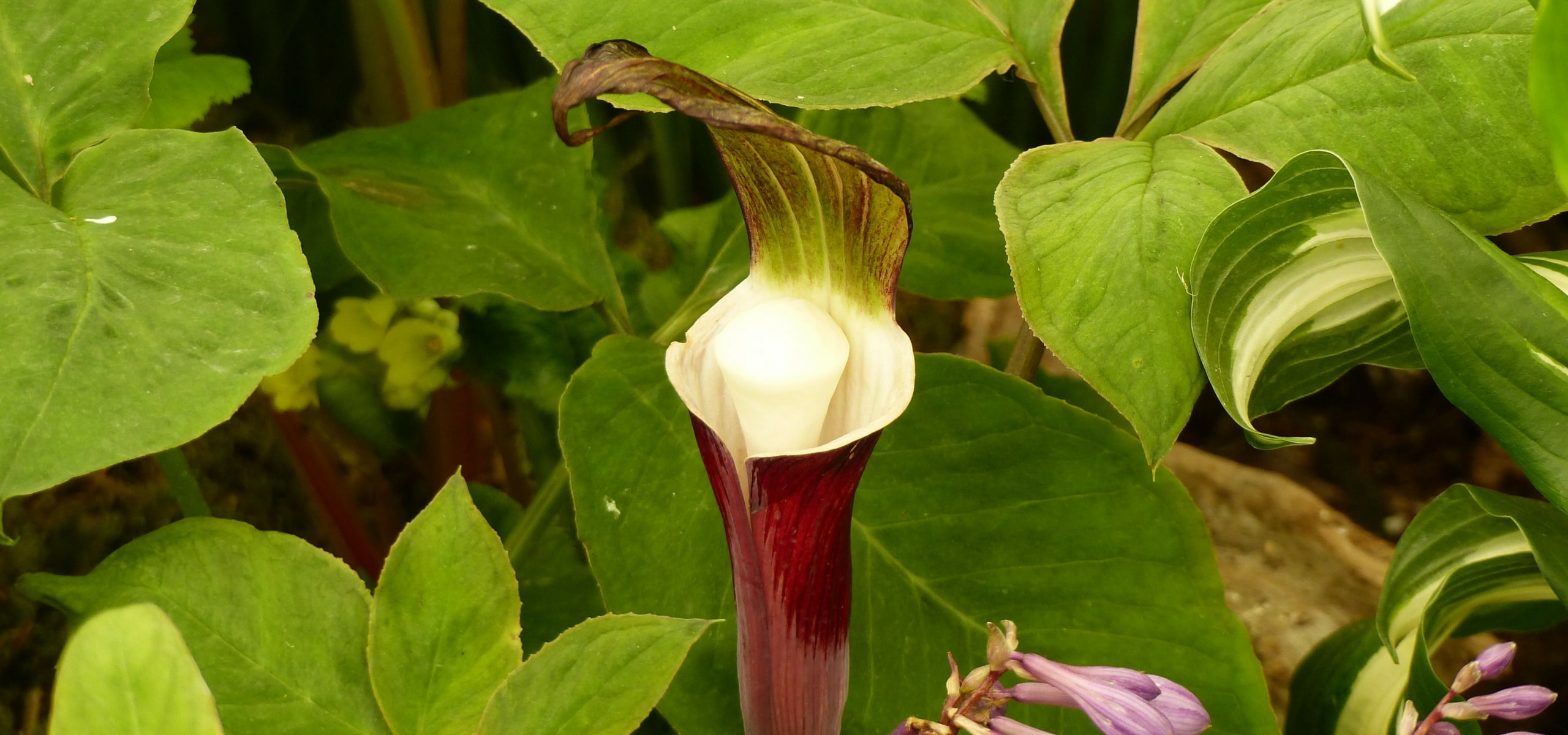 Plantação da planta-cobra
