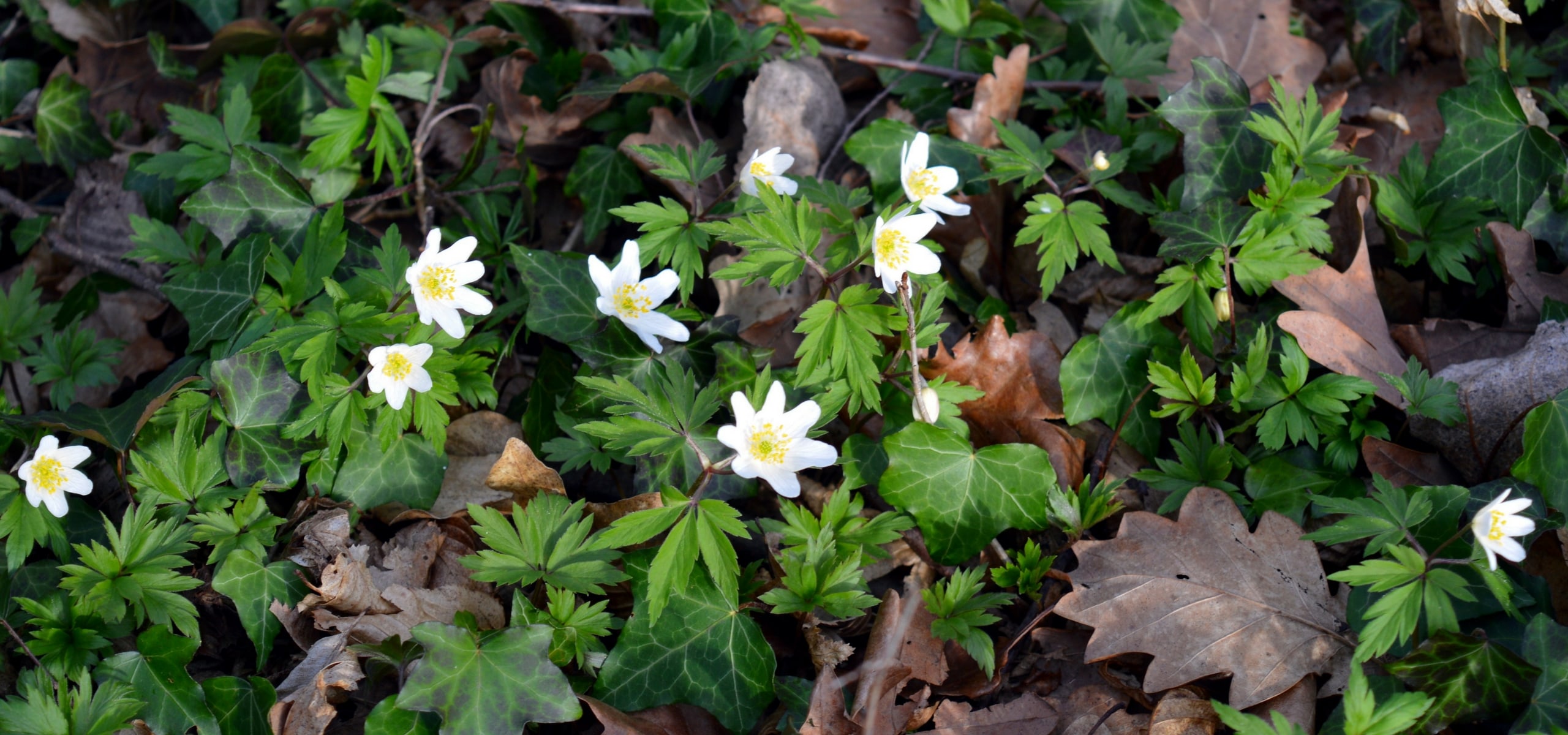 Anémonas de primavera: plantação, manutenção e melhores variedades